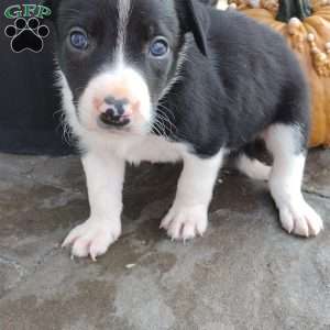 Grey, Border Collie Puppy